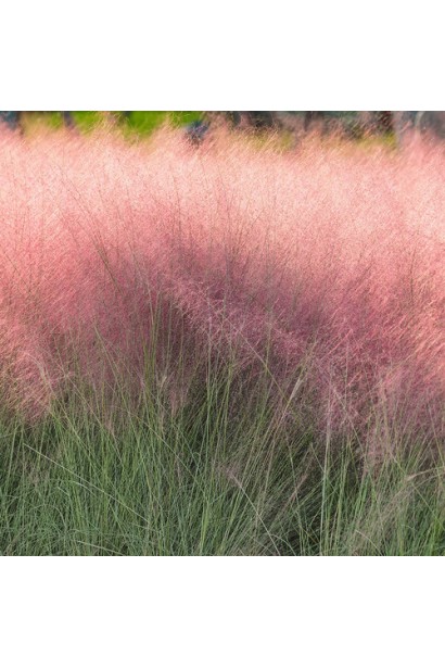 Рожево-фіолетові суцвіття Muhlenbergia Ruby крупним планом